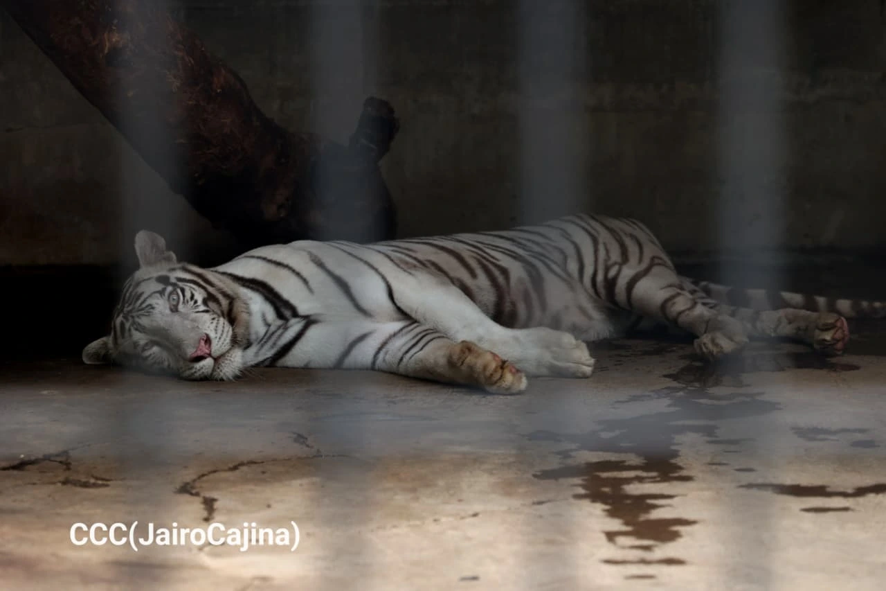 ZOOLOGICO-(19)
