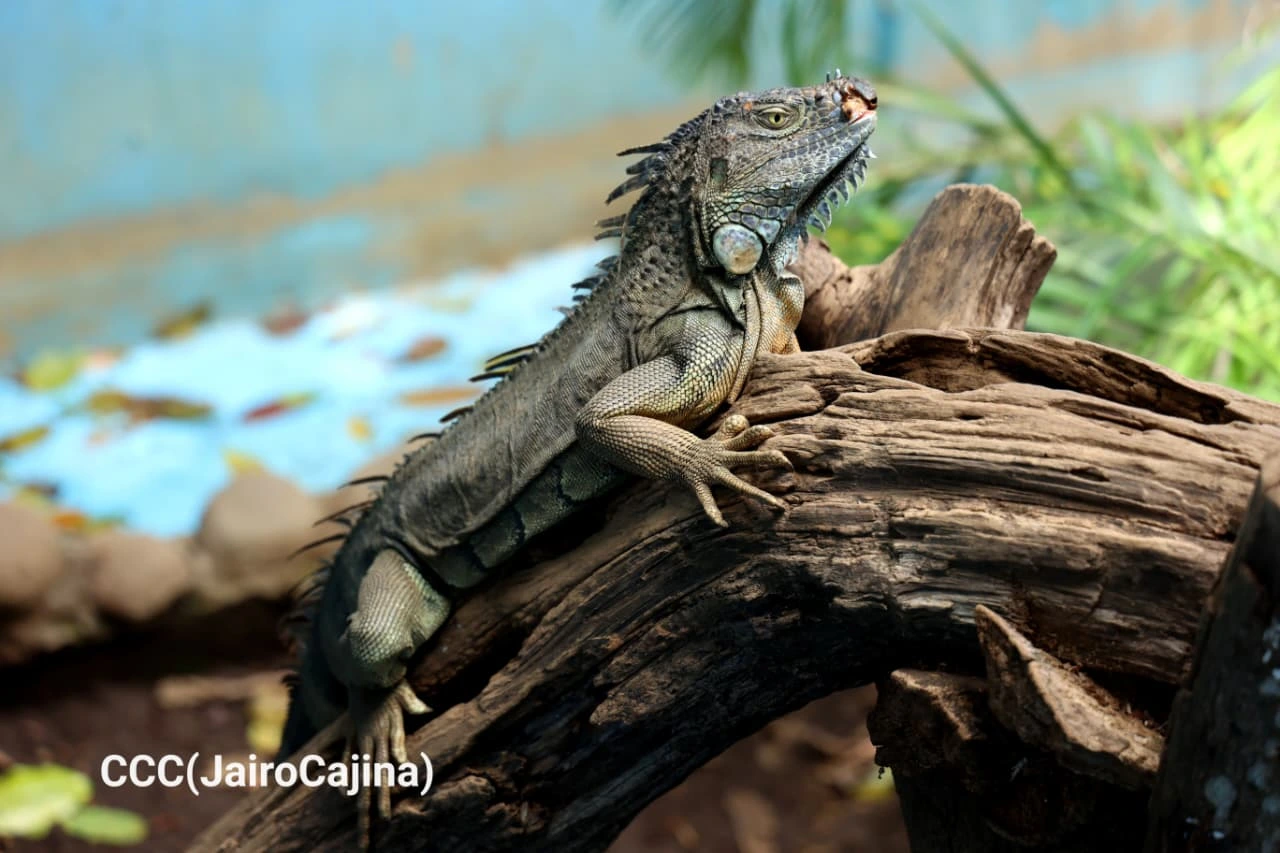 ZOOLOGICO-(6)
