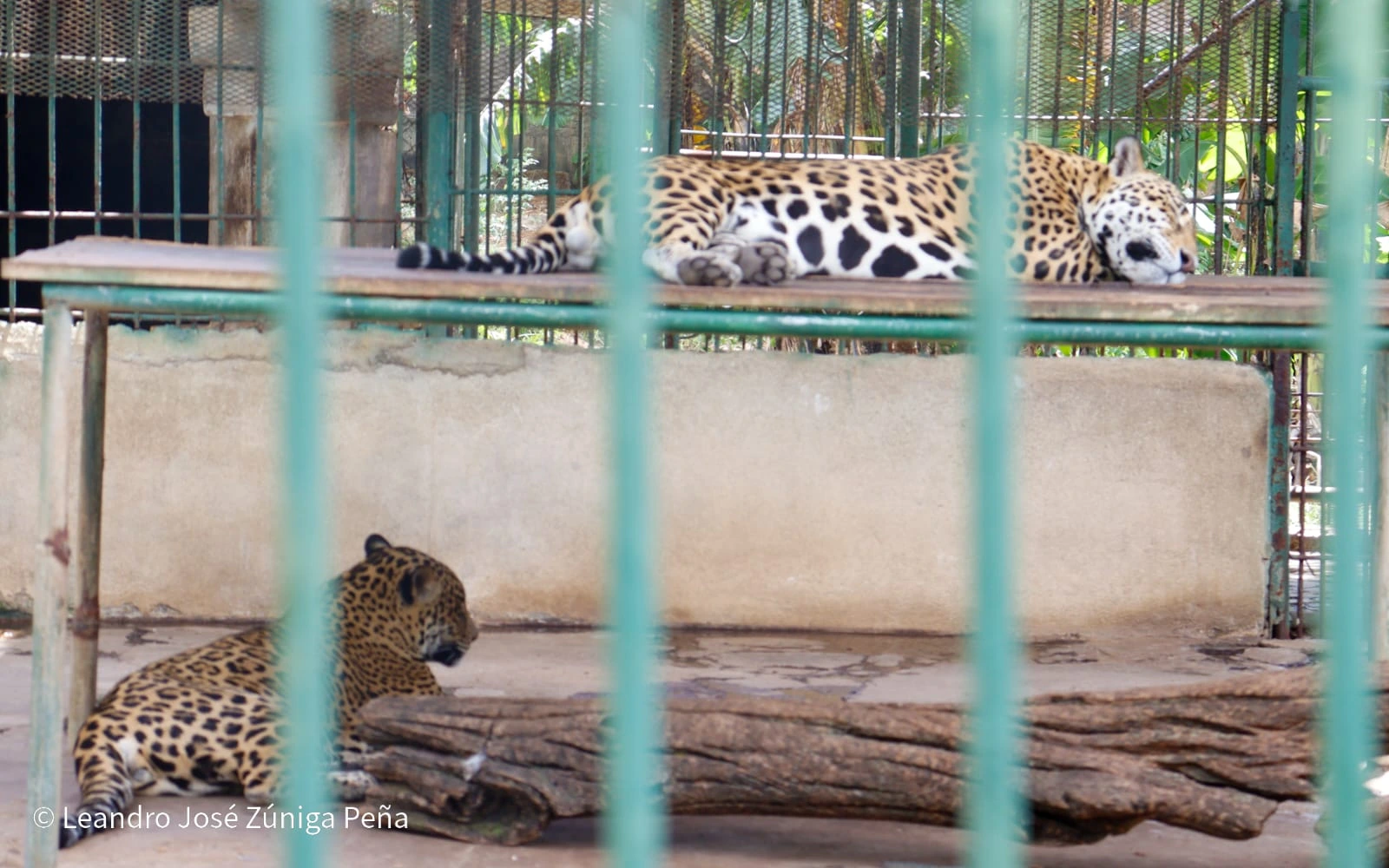 ZOOLOGICO-(10)