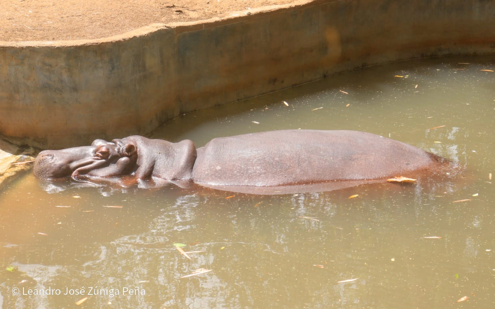 ZOOLOGICO-(20)