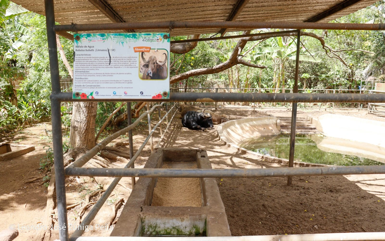 ZOOLOGICO-(23)