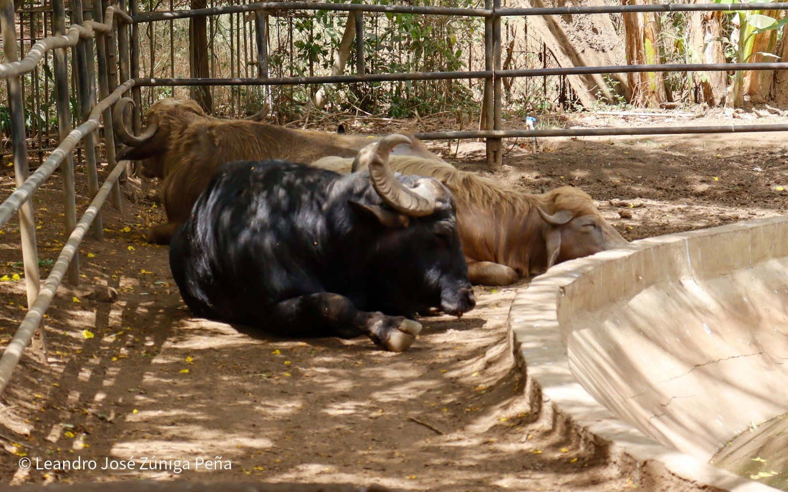 ZOOLOGICO-(24)
