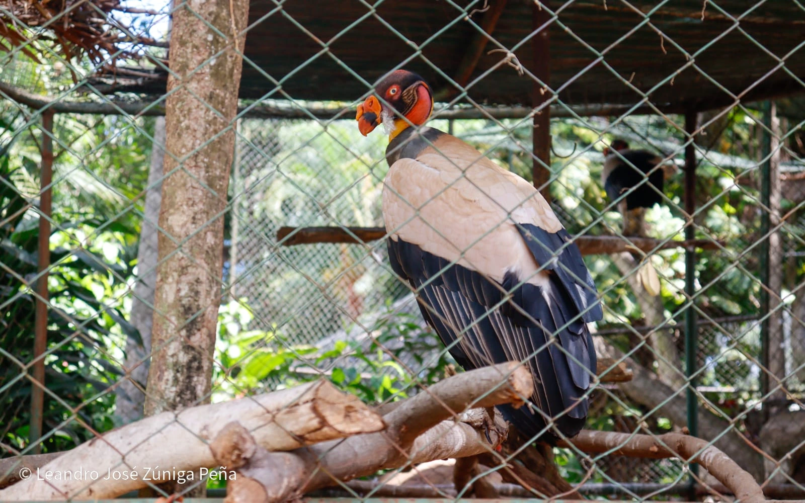 ZOOLOGICO-(31)