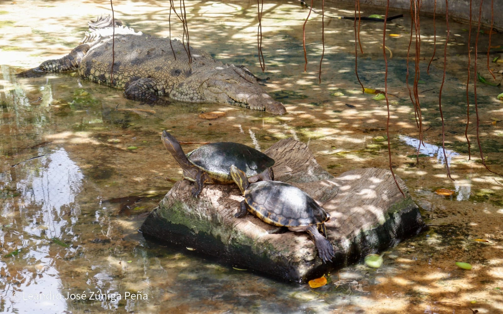 ZOOLOGICO-(32)