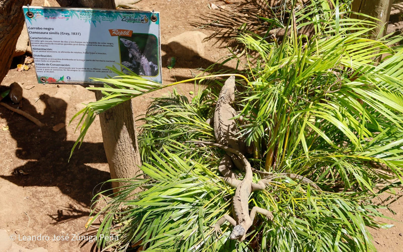 ZOOLOGICO-(7)
