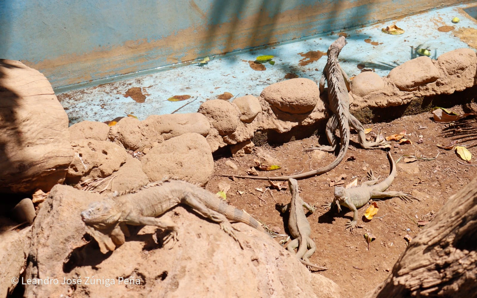 ZOOLOGICO-(8)