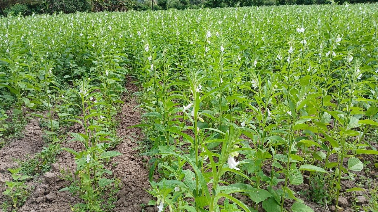 SOYA2