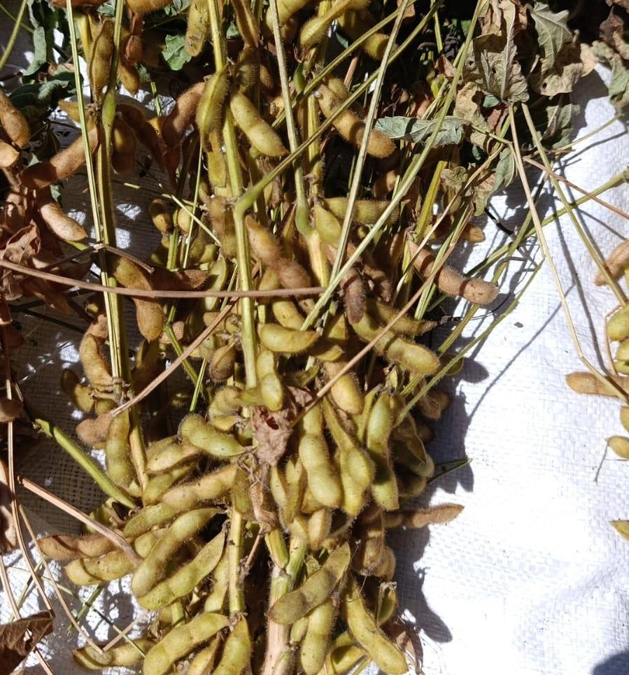 SOYA4