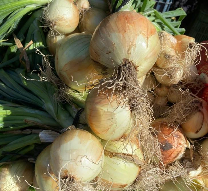 CEBOLLA1