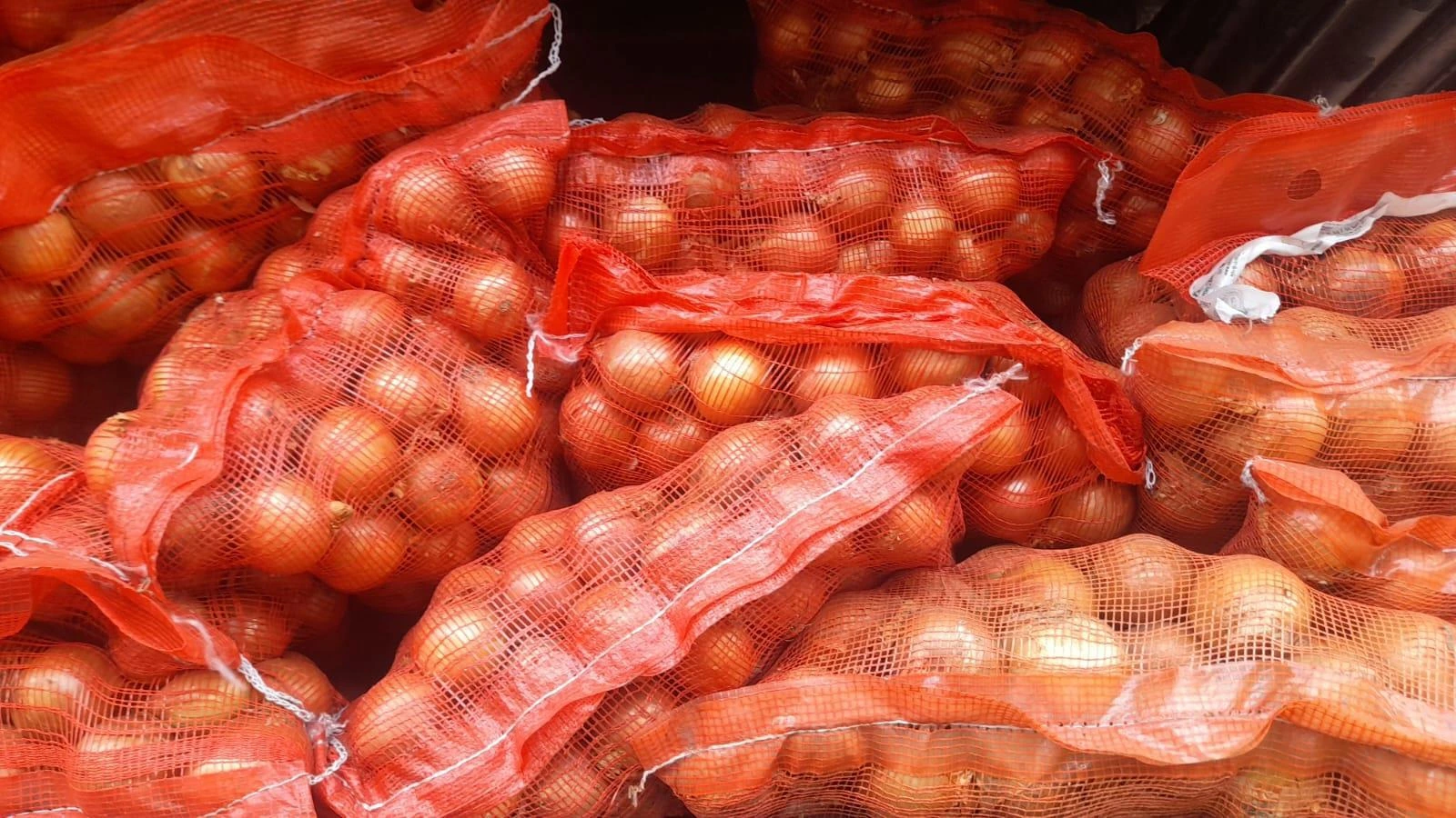 CEBOLLA2