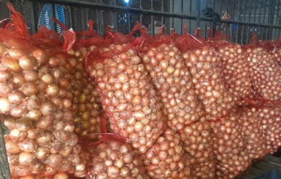CEBOLLA3