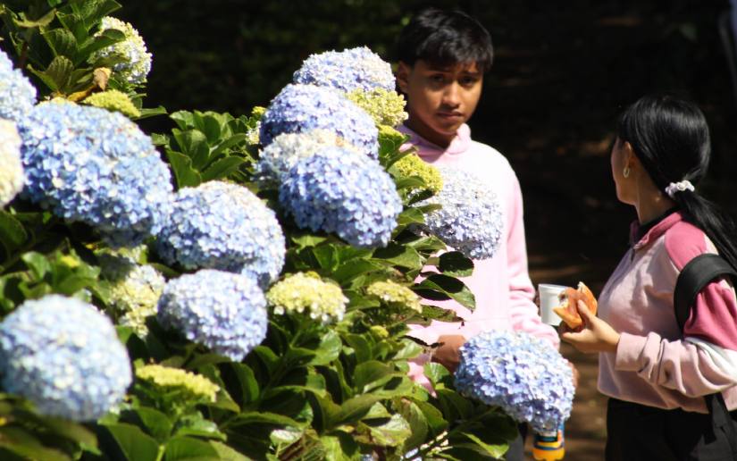 Mil-Flores--(8)