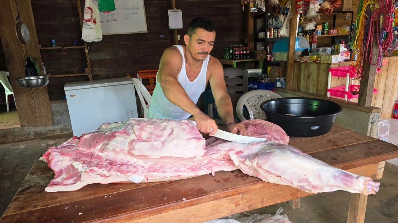 PORCINA3