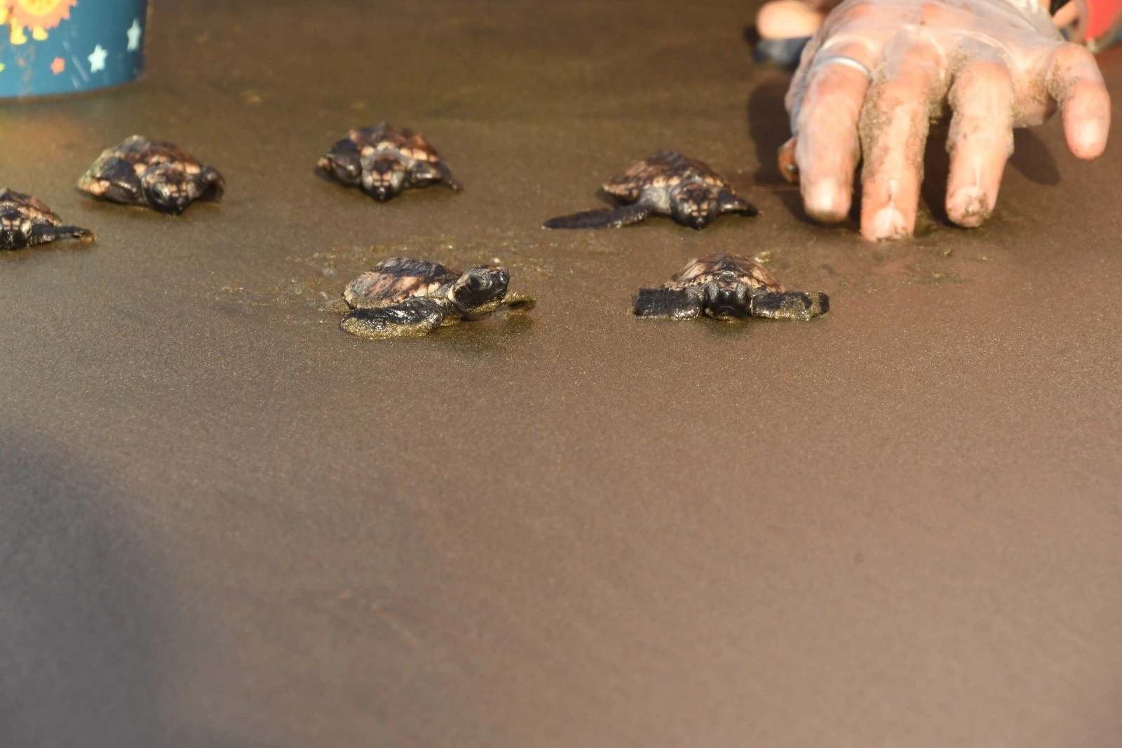 TORTUGAS6