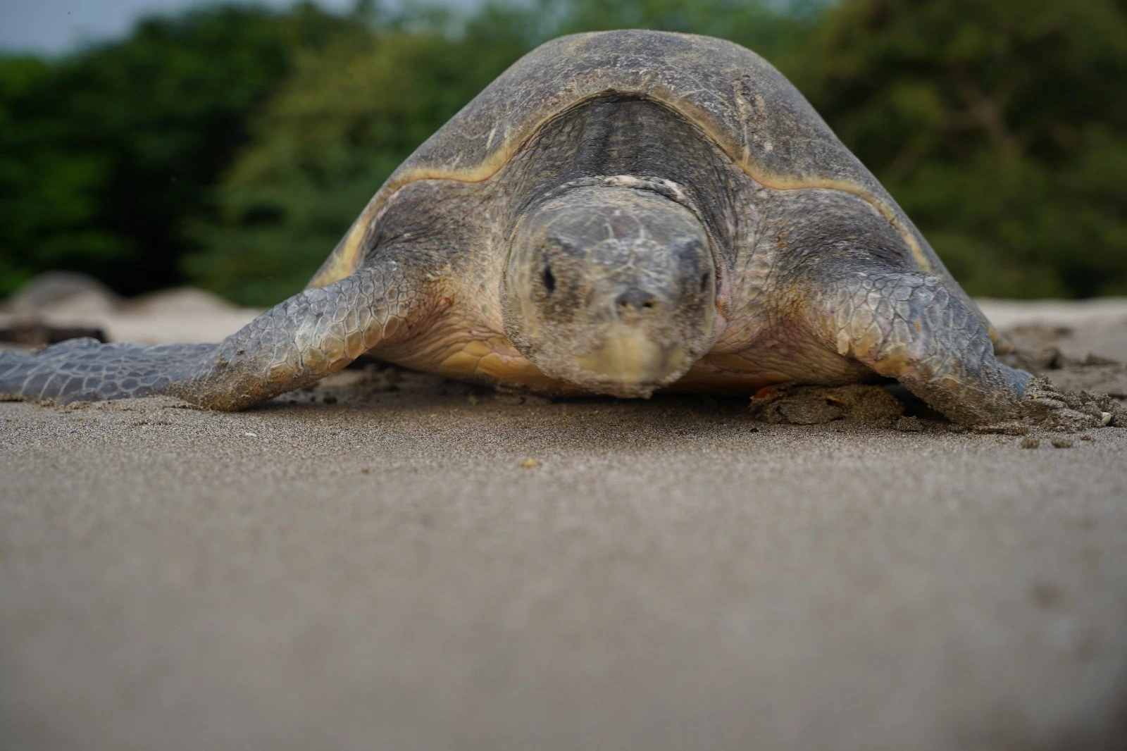 TORTUGAS7