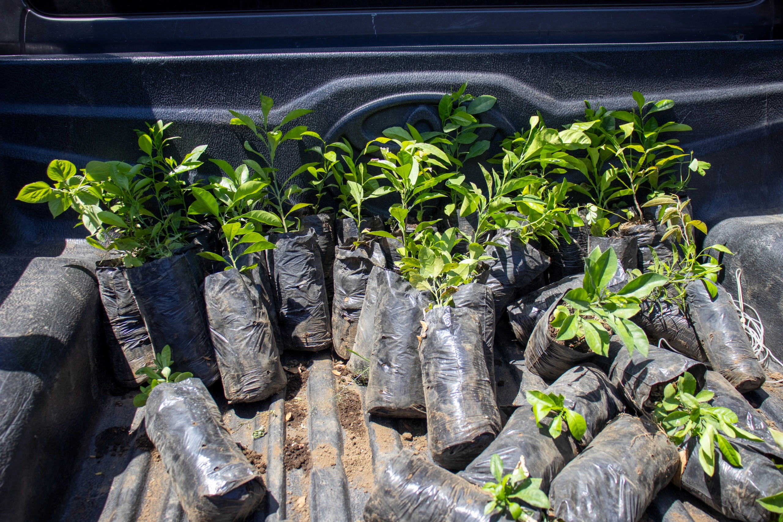 PLANTAS3