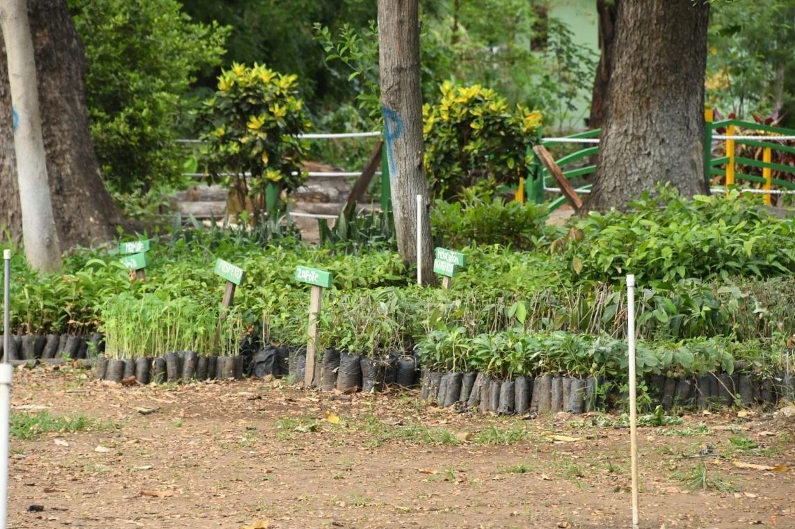 PLANTAS3
