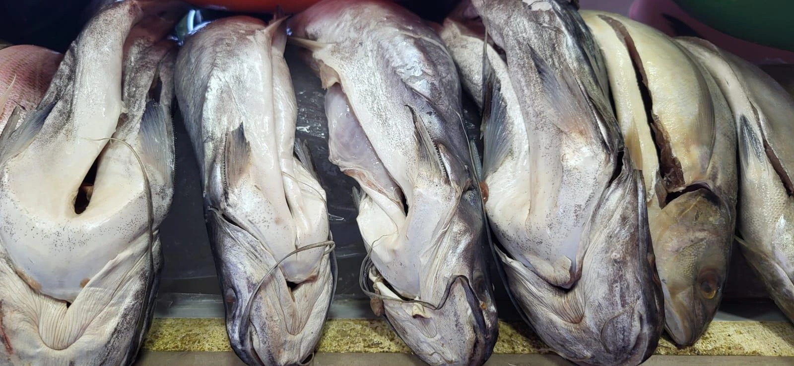 INPESCA1
