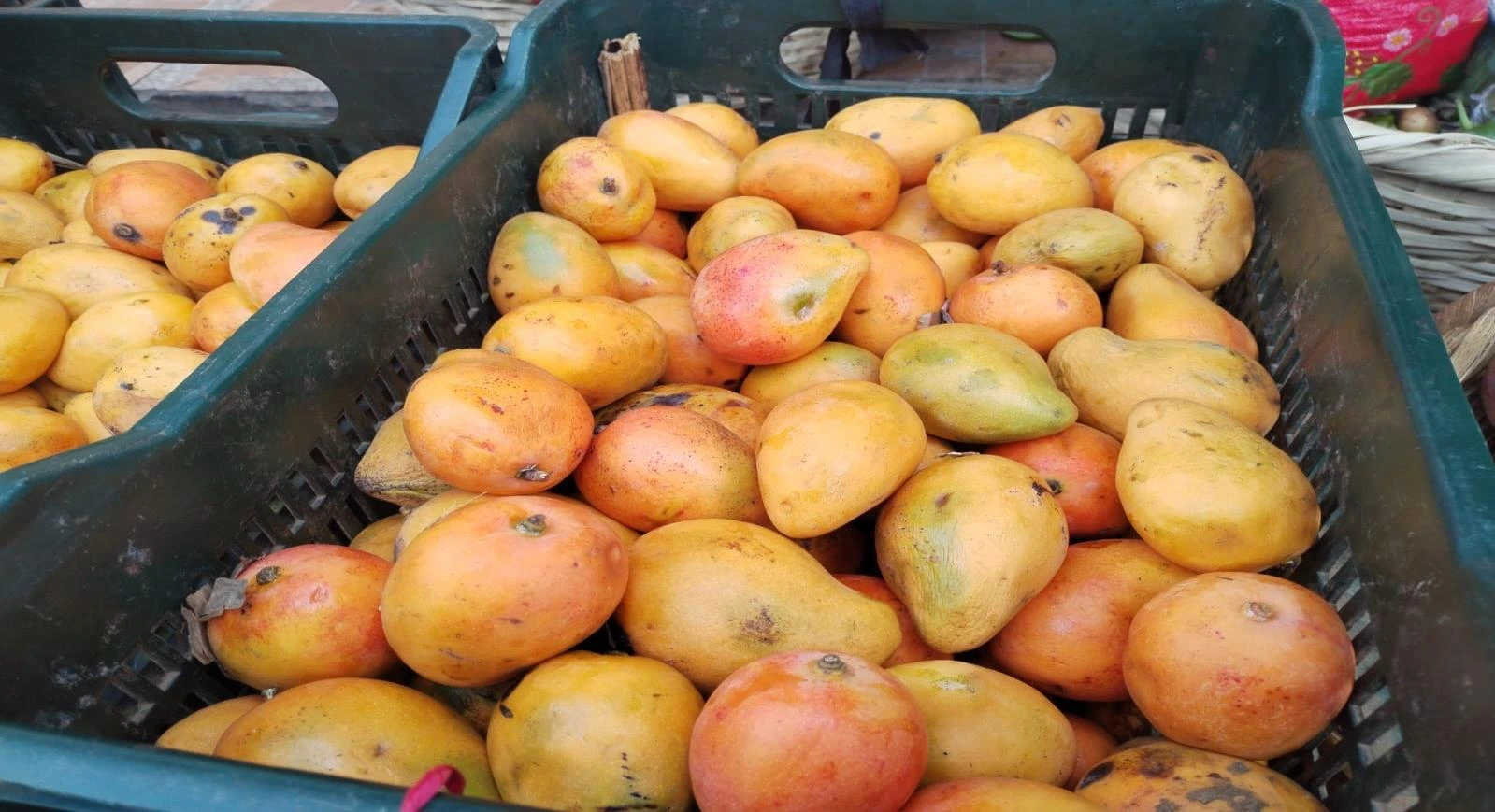 FRUTAS5