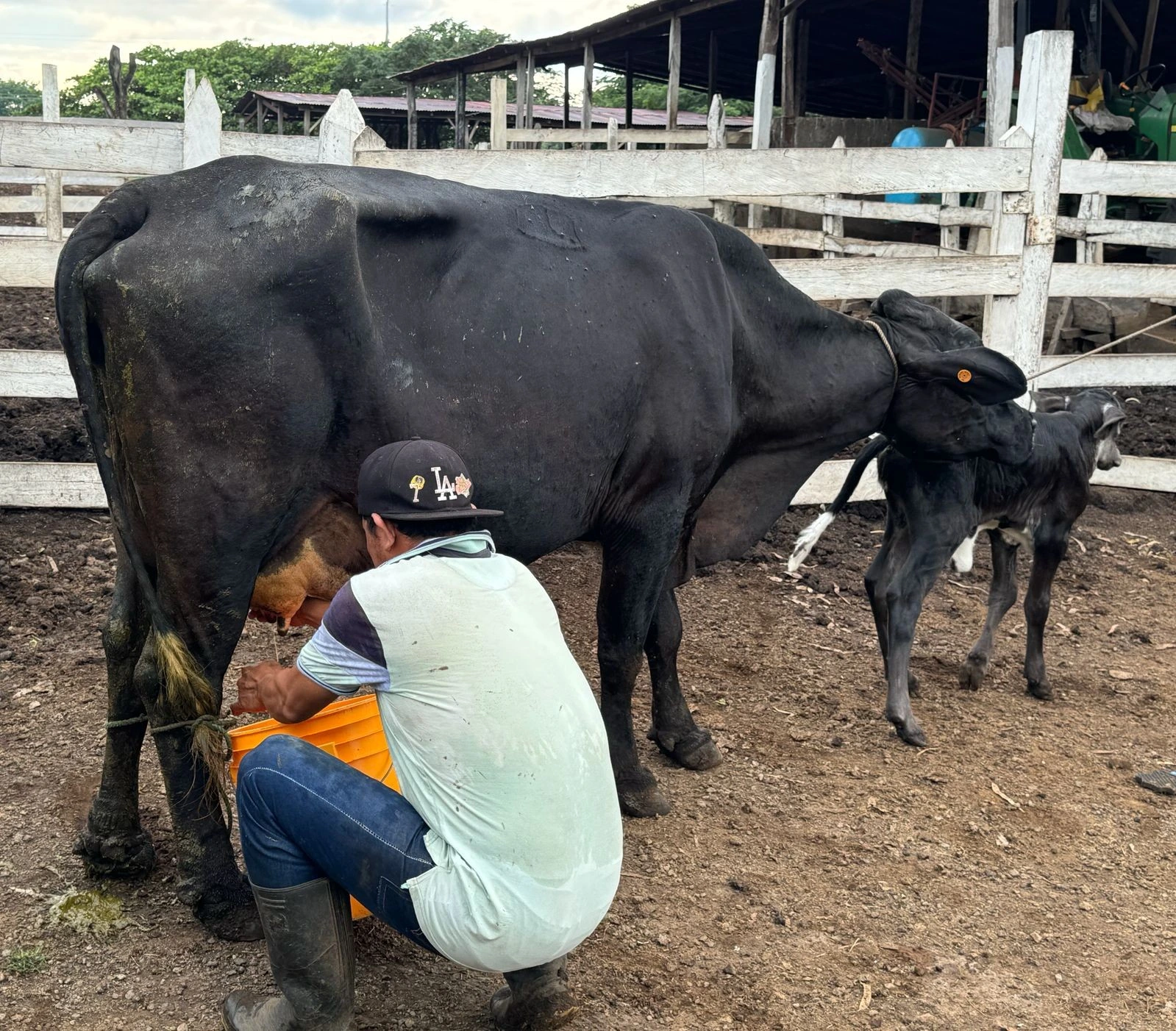 LECHE5
