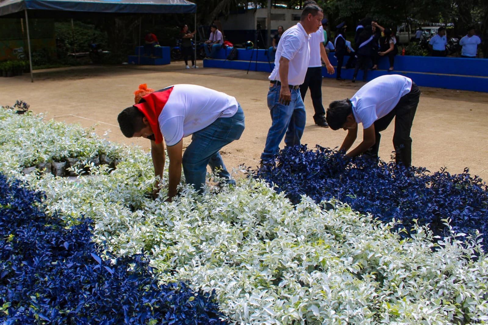 FLORES-(13)