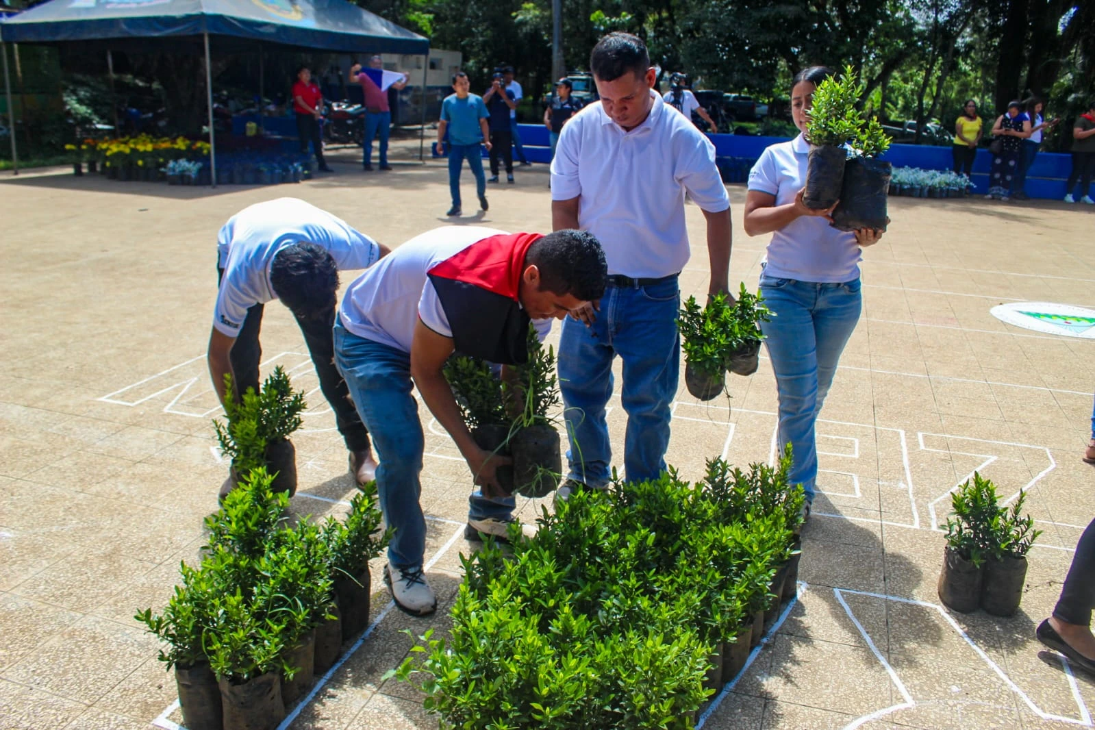 FLORES-(20)