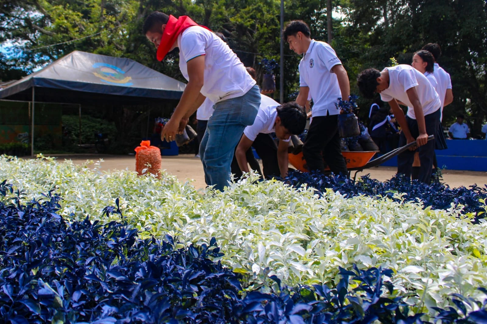 FLORES-(3)