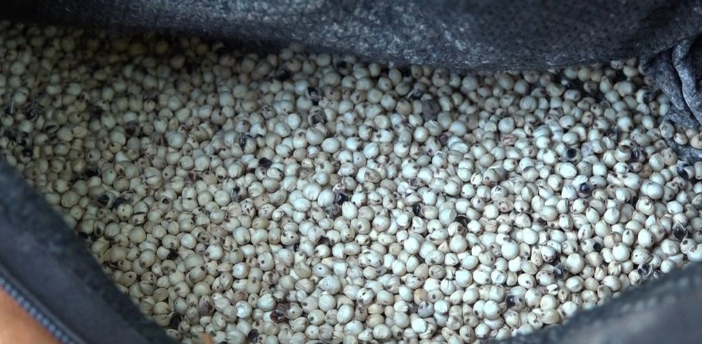 SORGO1_1_11zon