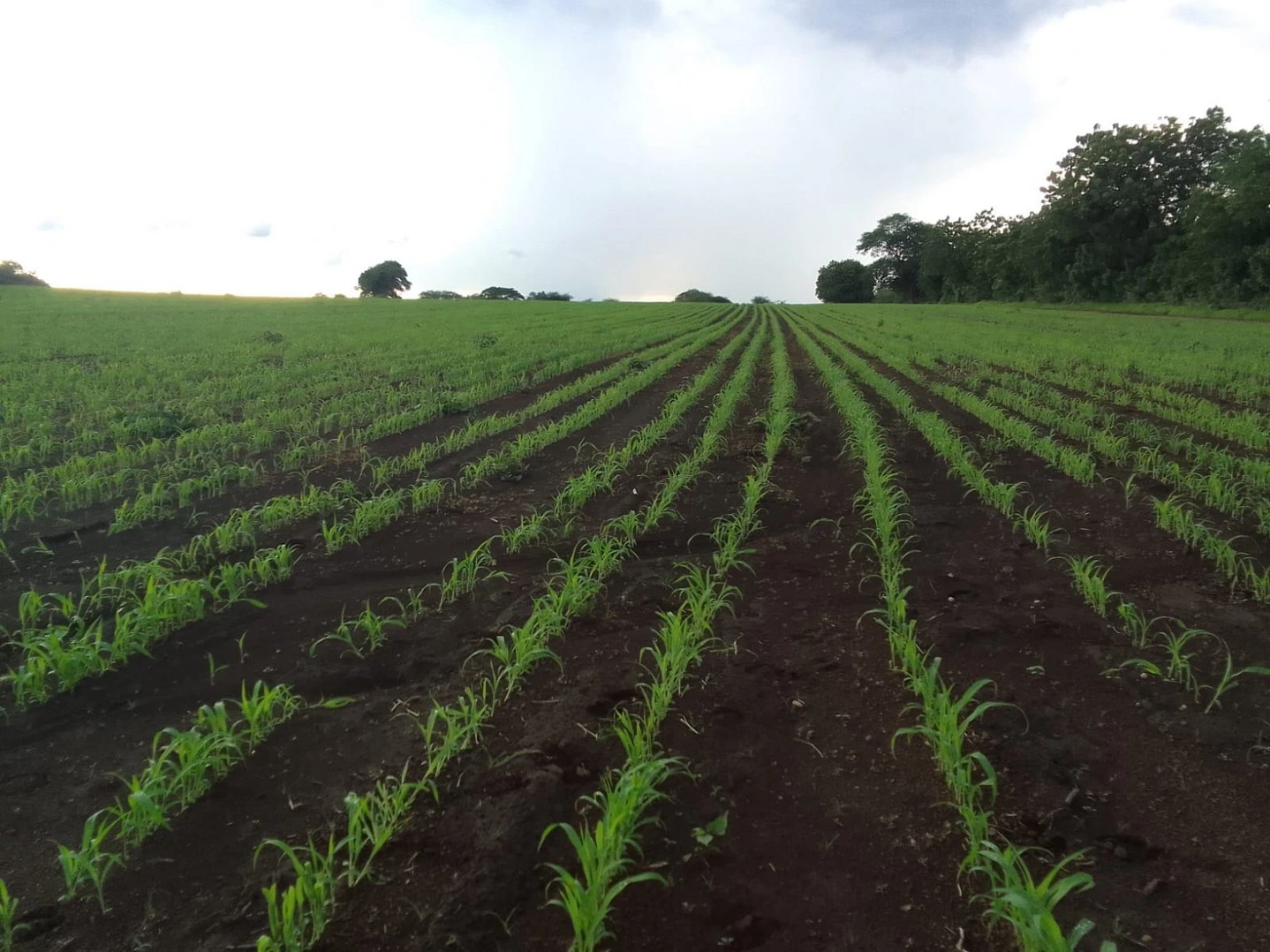 SORGO3_2_11zon