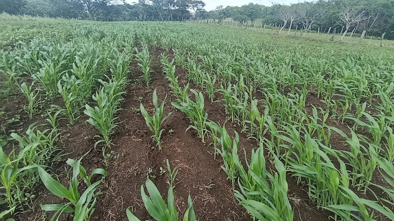 SORGO5_4_11zon