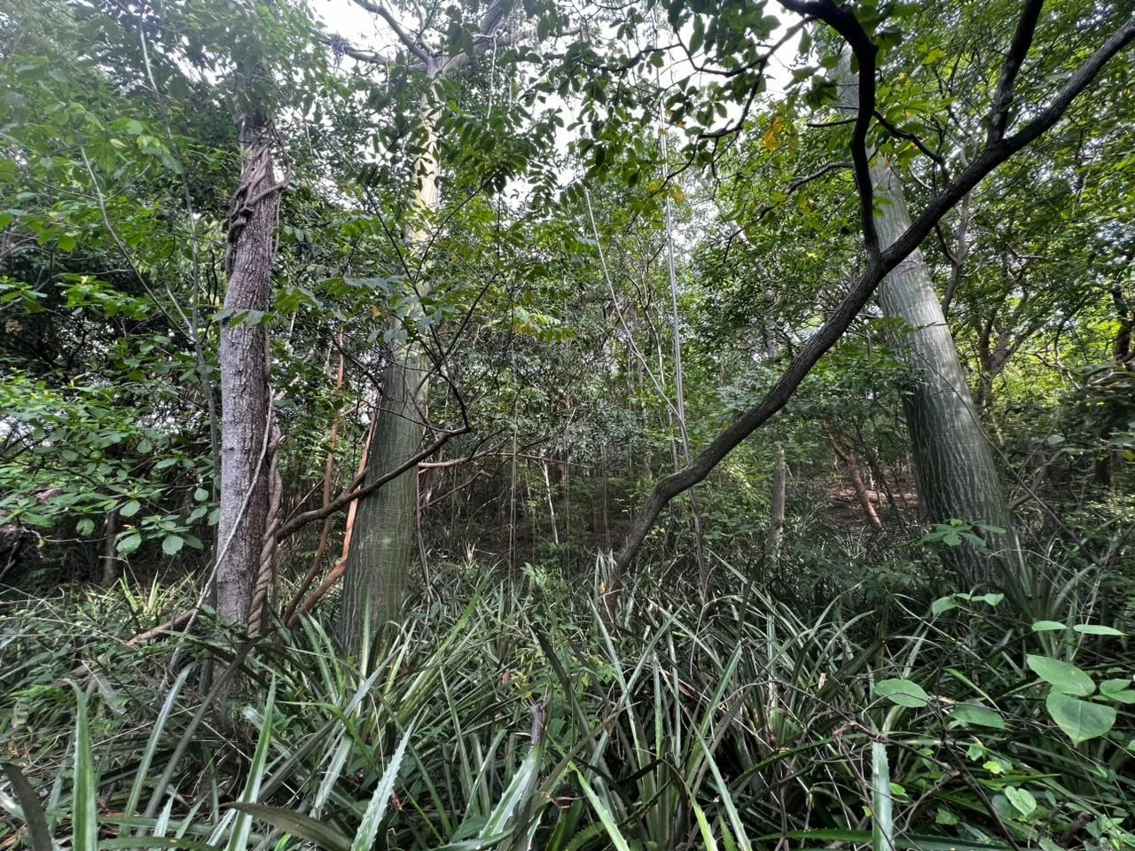MARENA7