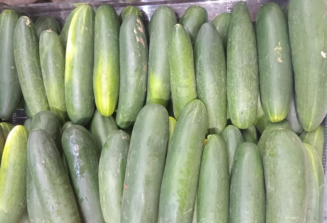 PEPINO--(1)