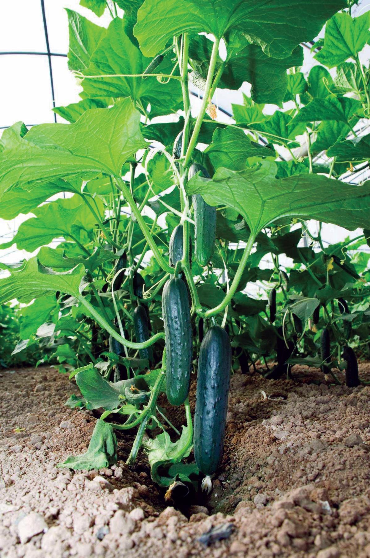 PEPINO--(3)