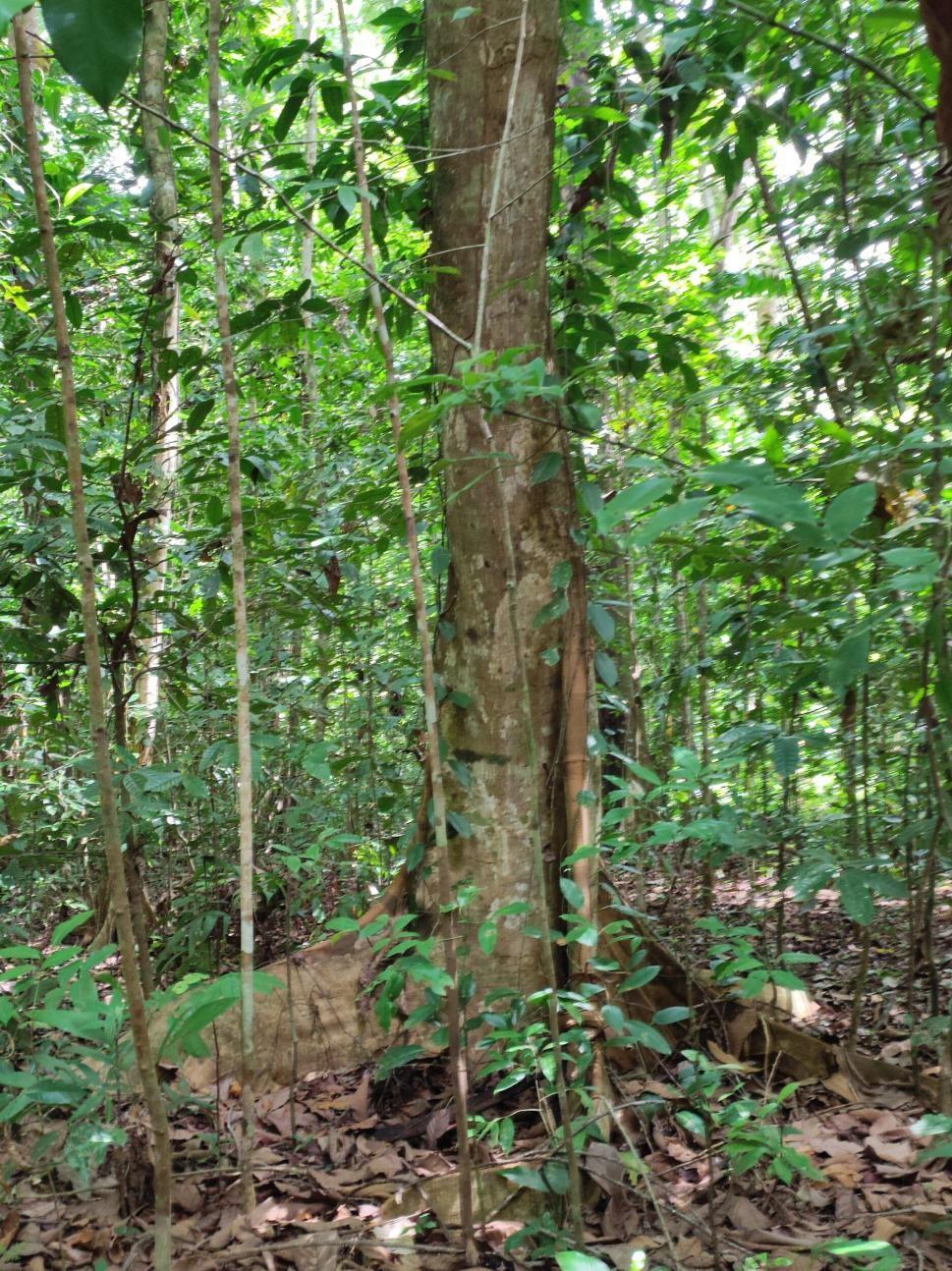 MARENA-6
