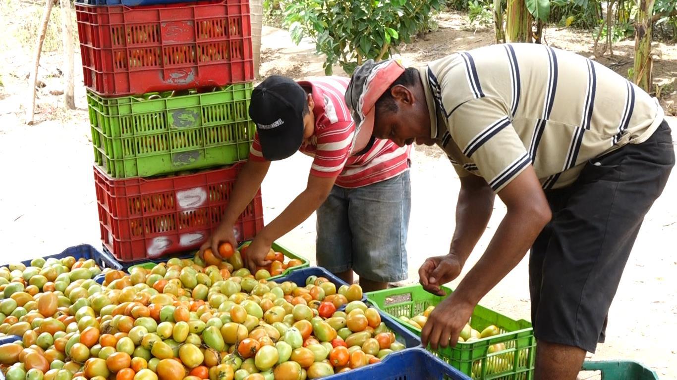 Produccion-de-Tomate-4