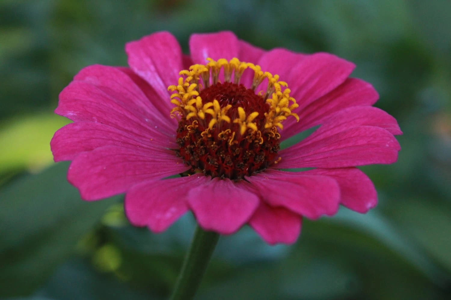 FLORES-(11)