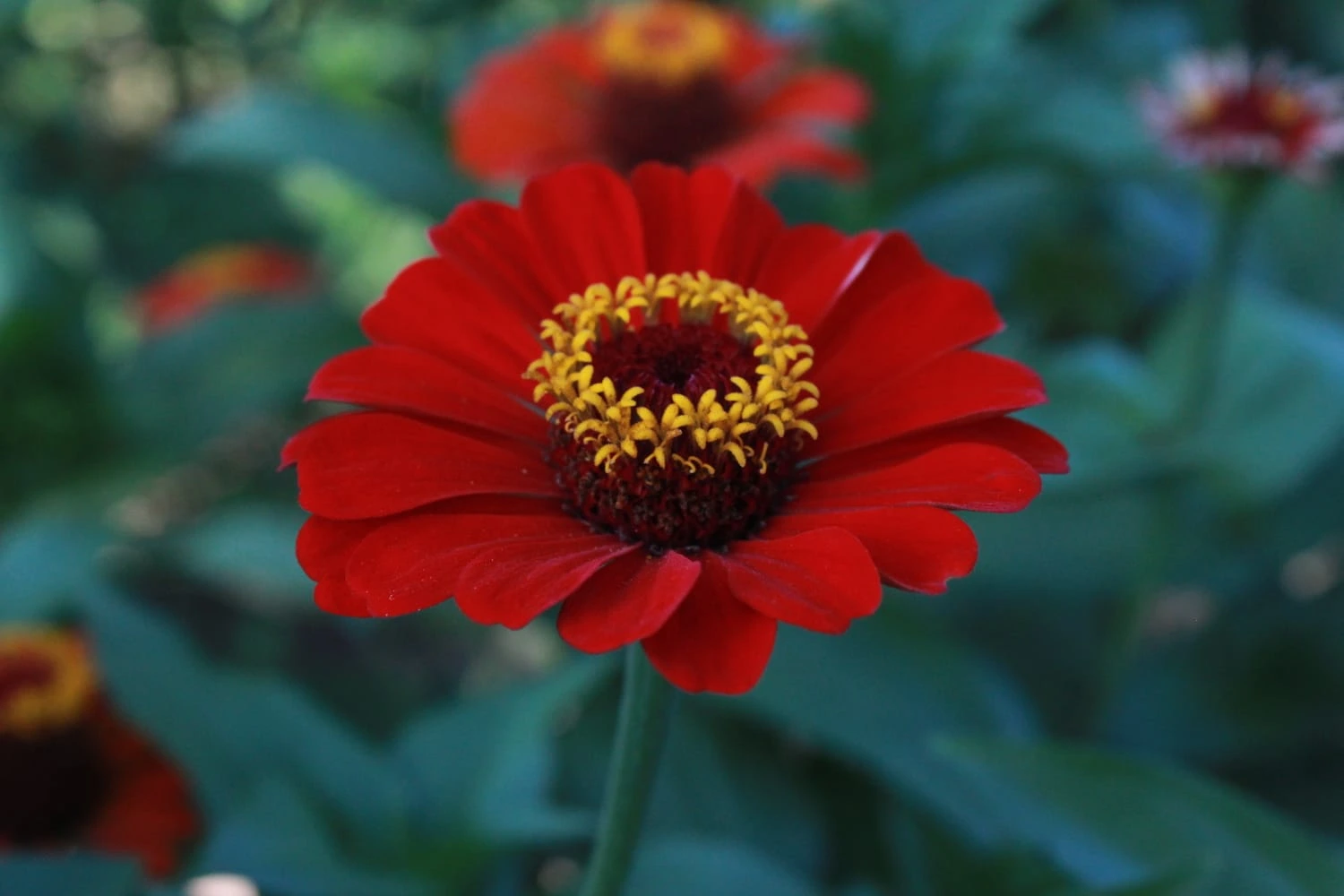 FLORES-(3)
