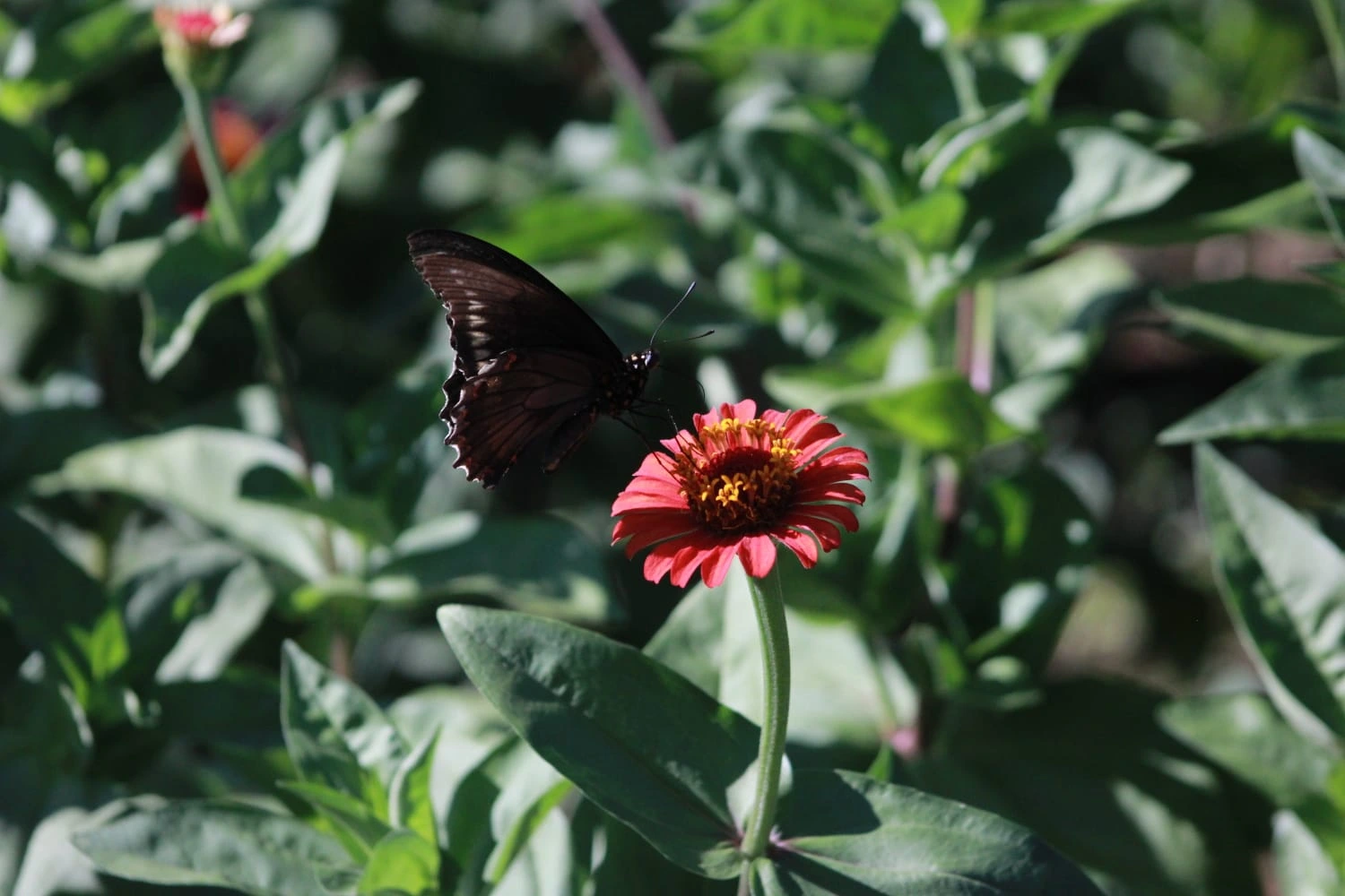 FLORES-(6)