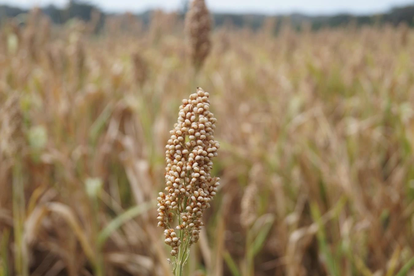 SORGO1