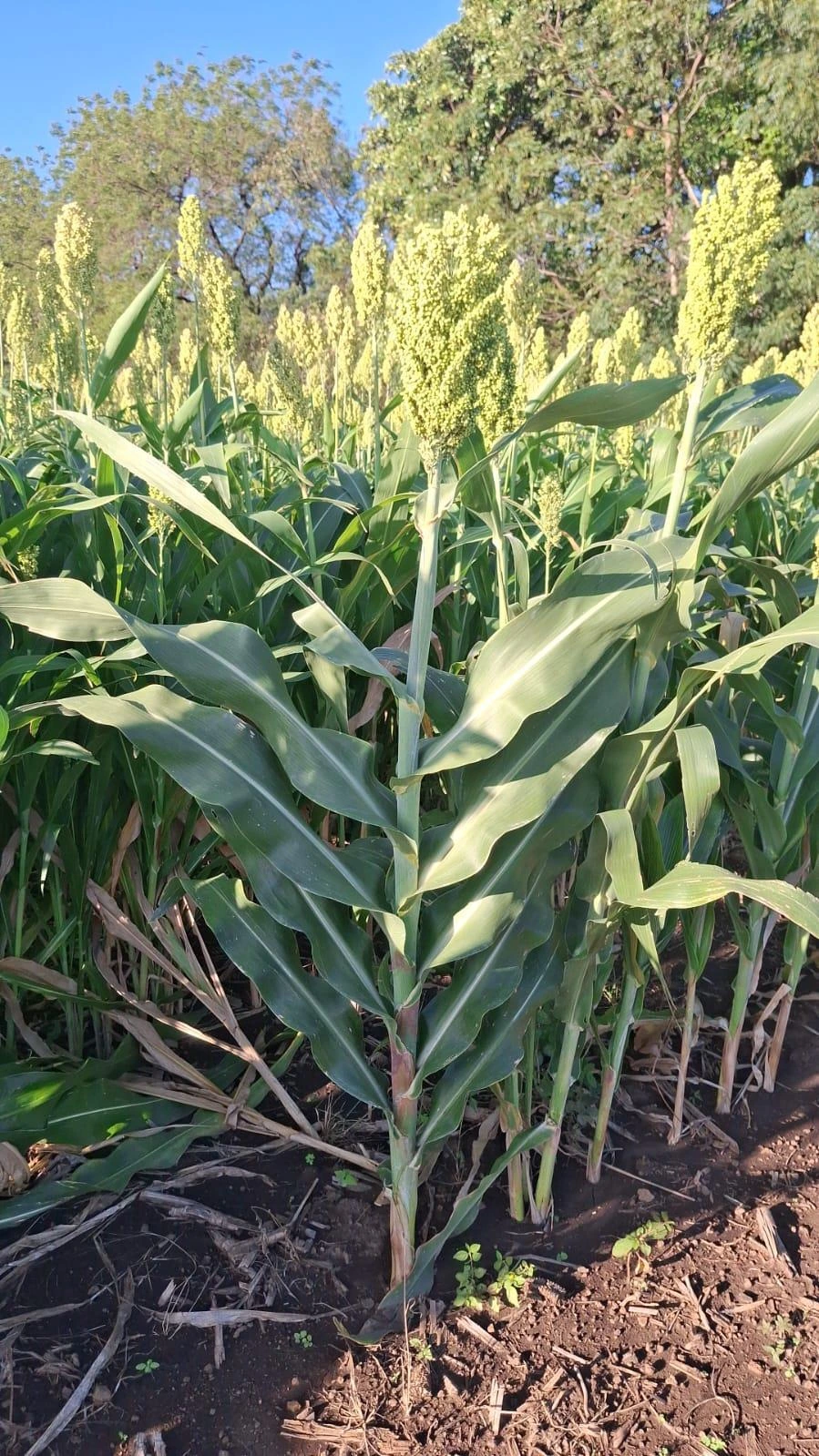 SORGO3
