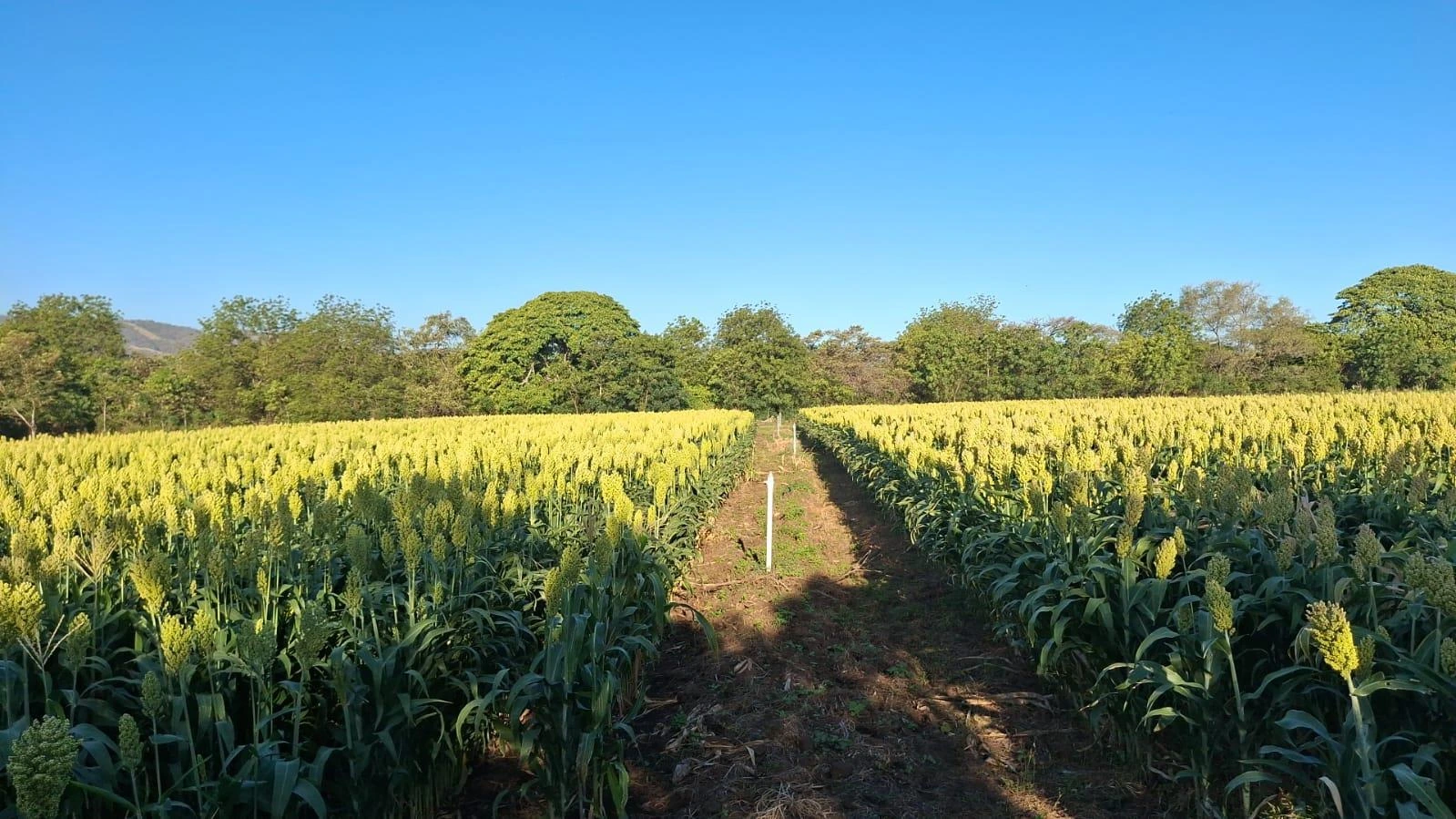 SORGO4