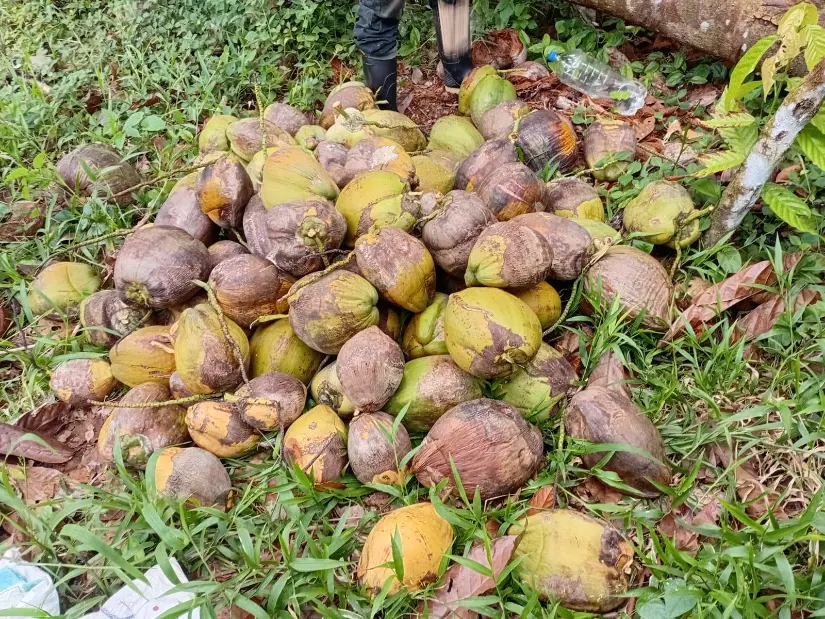 Coco-4