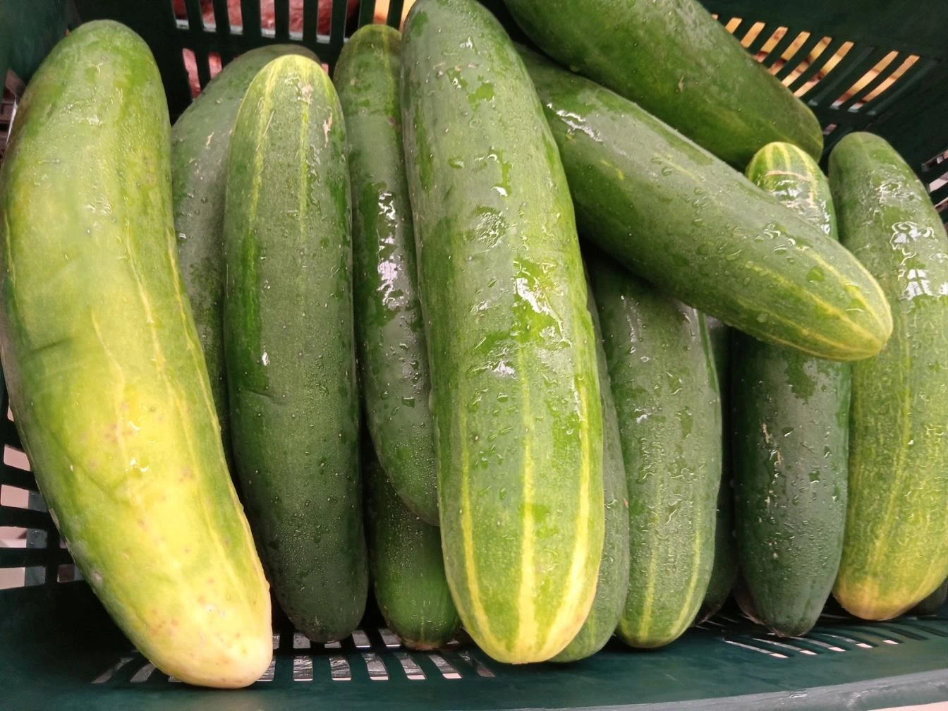PEPINO-(1)