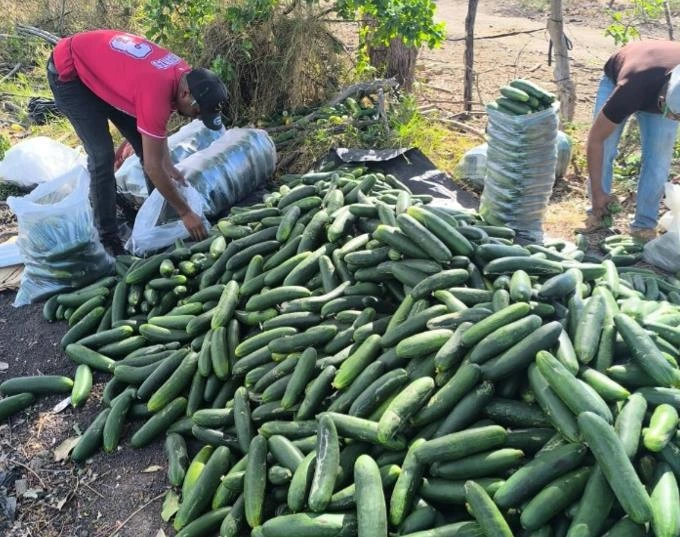 PEPINO-(3)