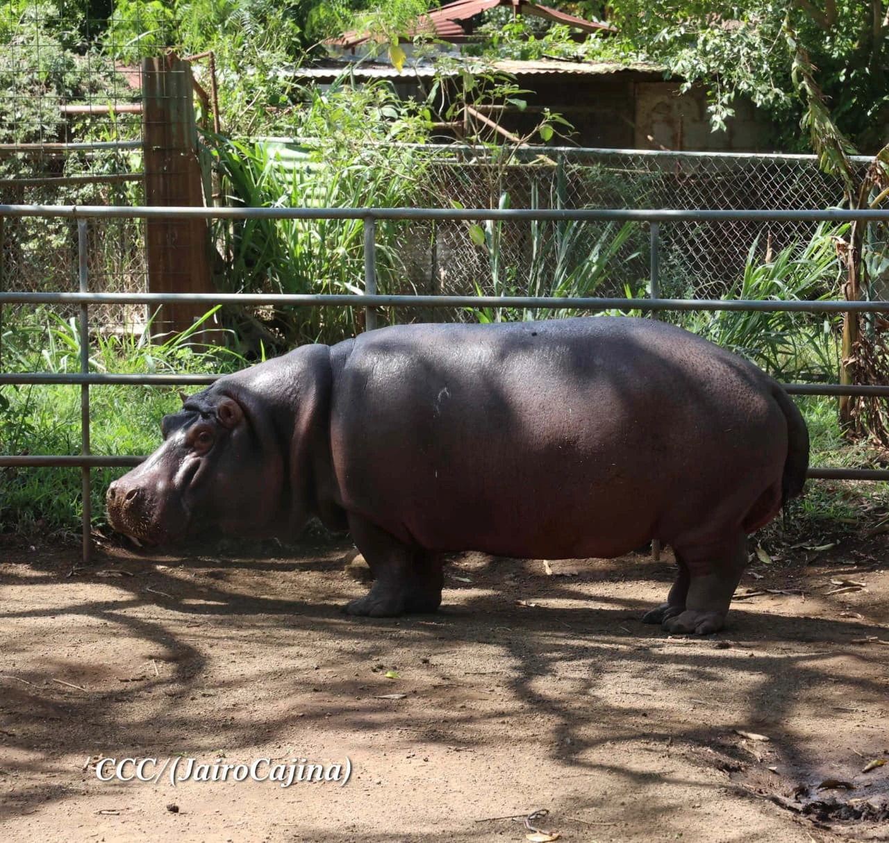 ZOOLOGICO13