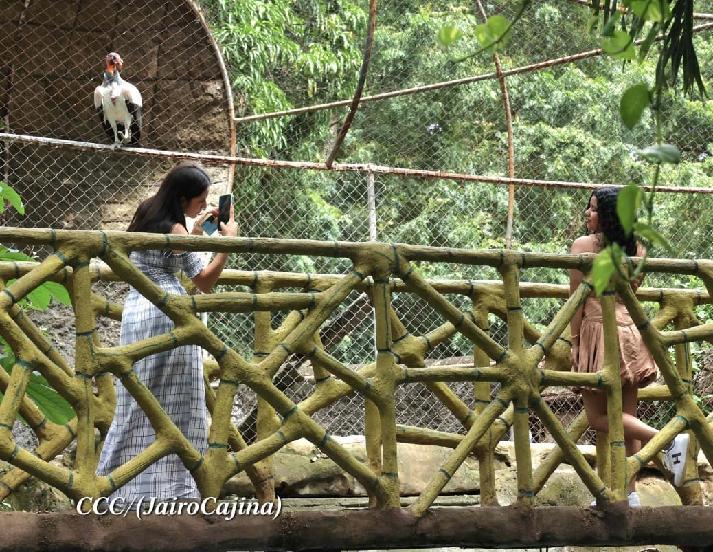 ZOOLOGICO24