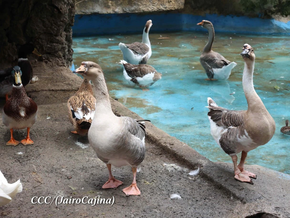 ZOOLOGICO25