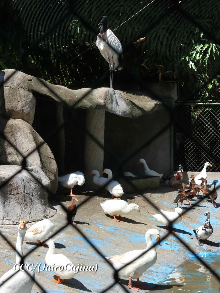 ZOOLOGICO4