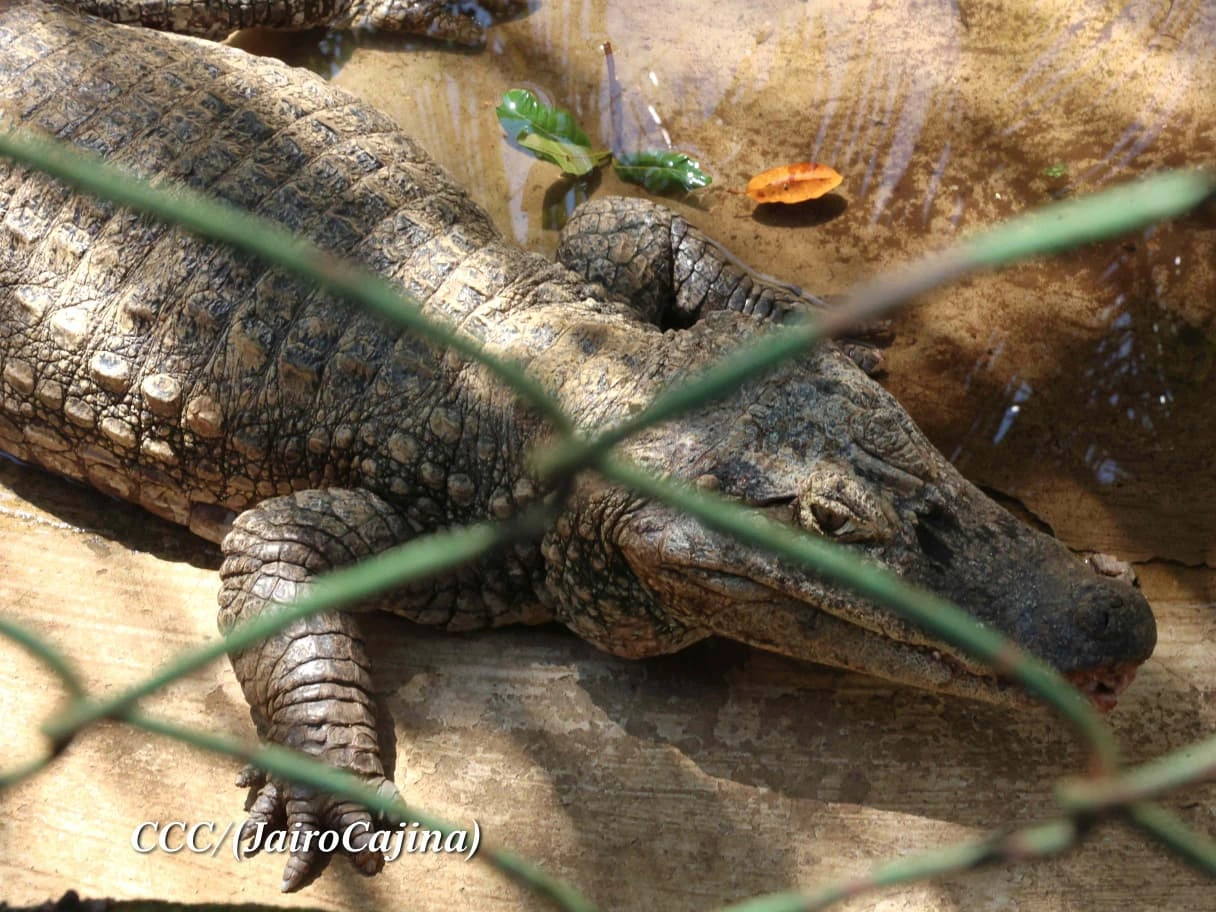 ZOOLOGICO7