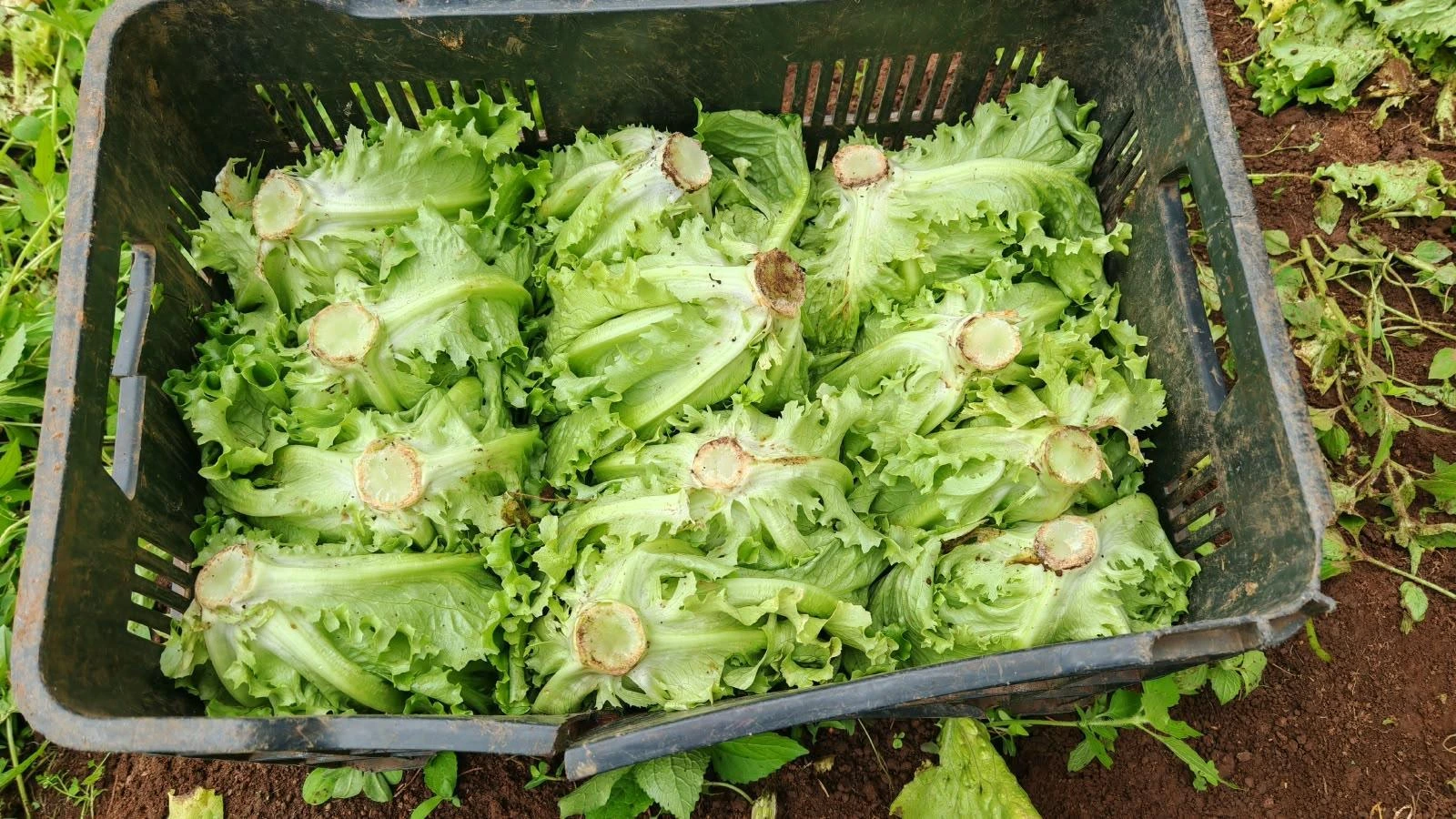 LECHUGA-(1)